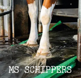 ms schippers